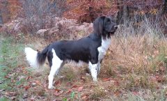 Foto Hamish